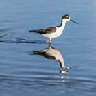 A beautiful adult black-necked stilt walks through shallow water. Art Print